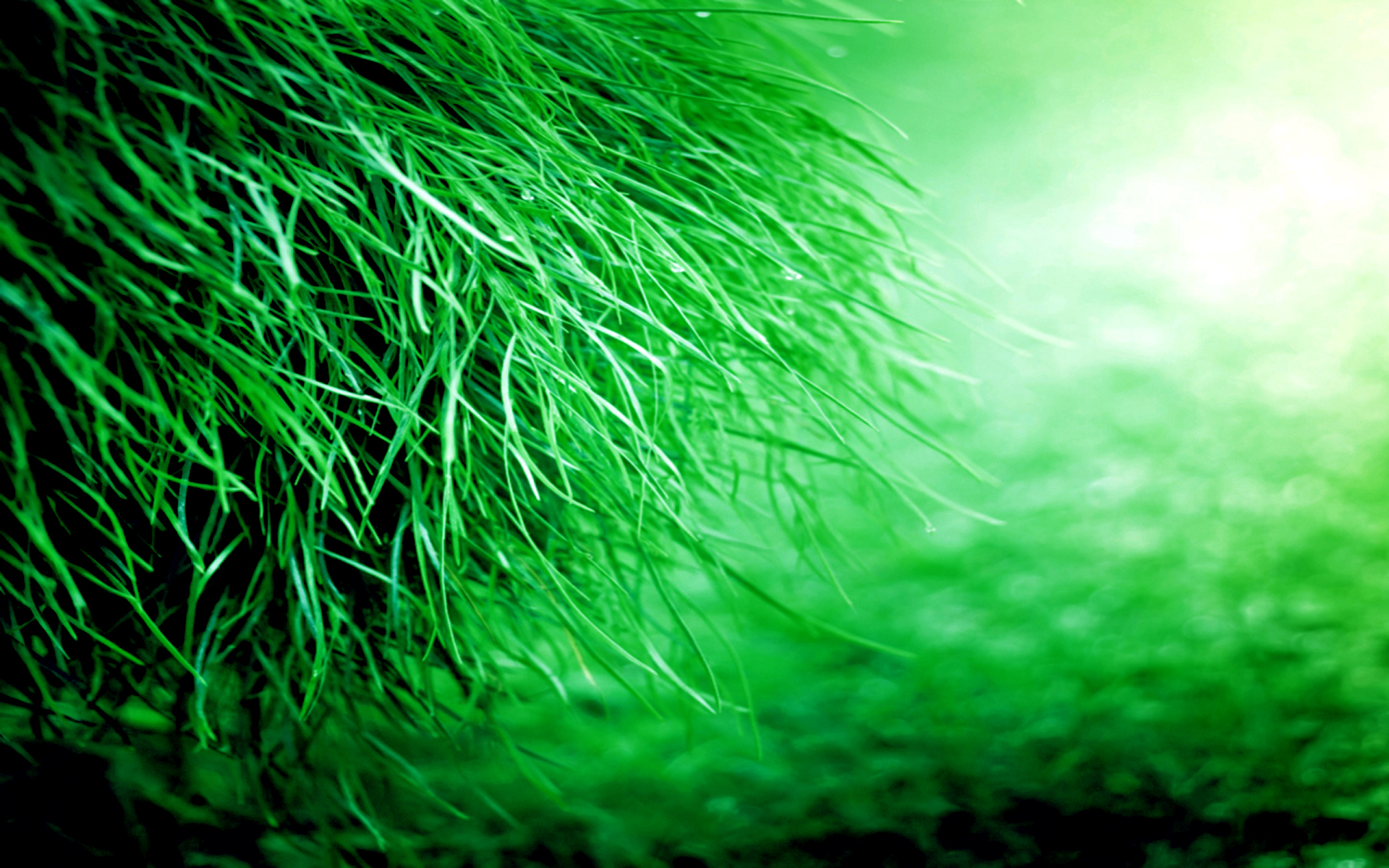 29++ Green Grass Of Nature Hd Wallpaper - Basty Wallpaper