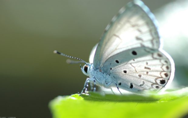 Background wallpaper HD butterfly.