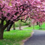 Beautiful Nature wallpaper background free.