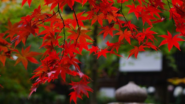 Beautiful Red Leaves Photo Nature Wallpaper HD Free.