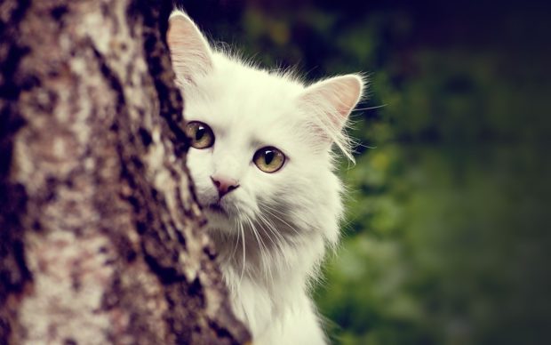 Beautiful White Cat Images background.