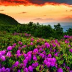 Beautiful nature spring wallpaper HD.