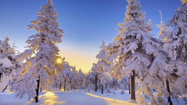 Beautiful winter sun wallpaper desktop.