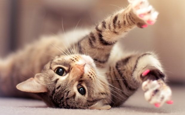 Best Cat Wallpaper HD pictures.