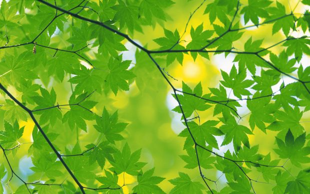 Best Green Autumn Leaves Background Wallpaper.
