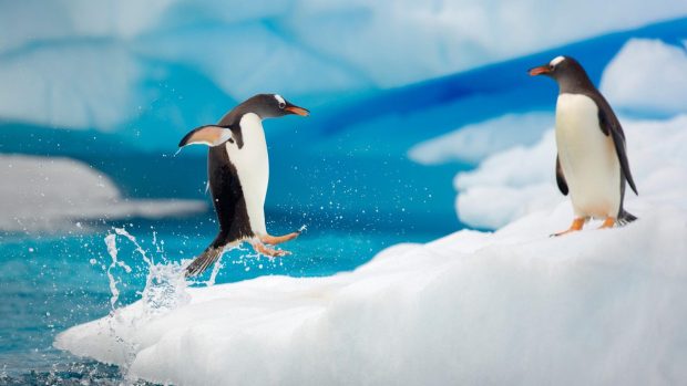 Birds animals jumping penguins gentoo water.
