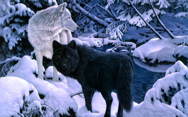 Black White Wolf backgrounds.