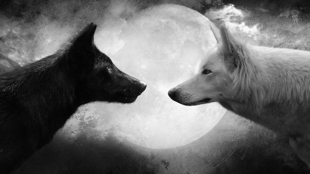 Black and White Wolf Wallpaper HD.