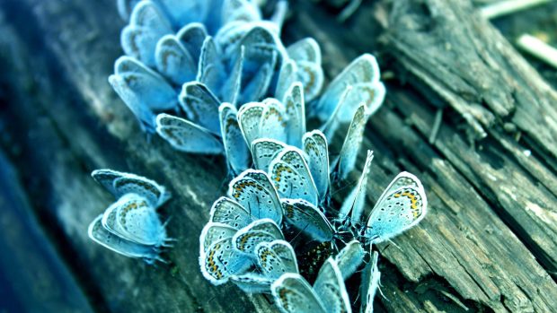 Blue Butterfly Wallpaper HD.