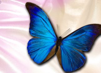 Blue Butterfly Wallpaper download free.