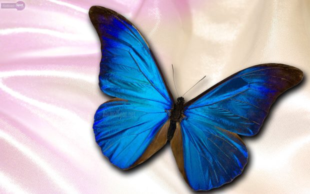 Blue Butterfly Wallpaper download free.