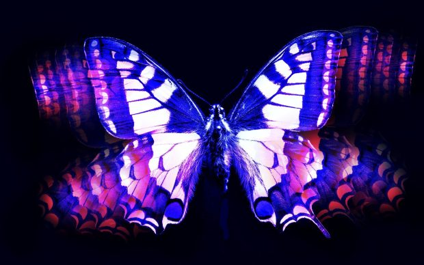 Blue and pink butterfly 1920x1200 wallpaper.