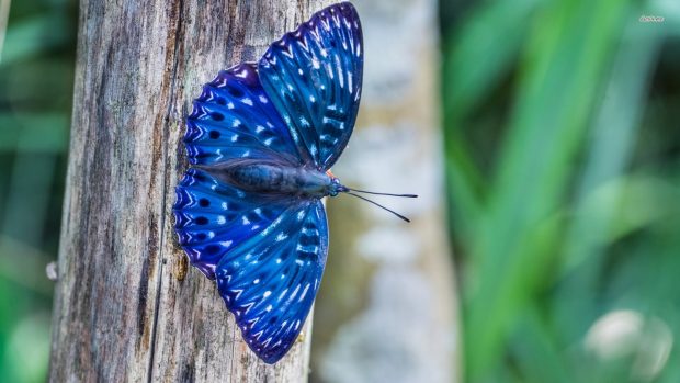 Blue butterfly animal wallpaper HD.