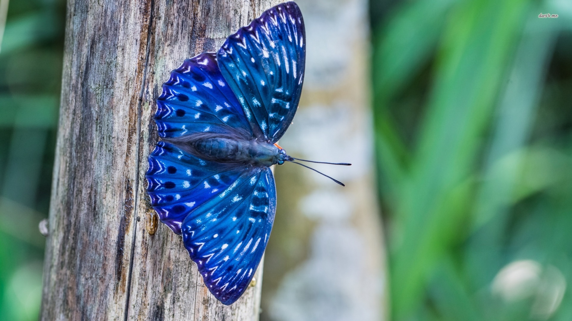 Blue Butterfly Wallpaper HD 