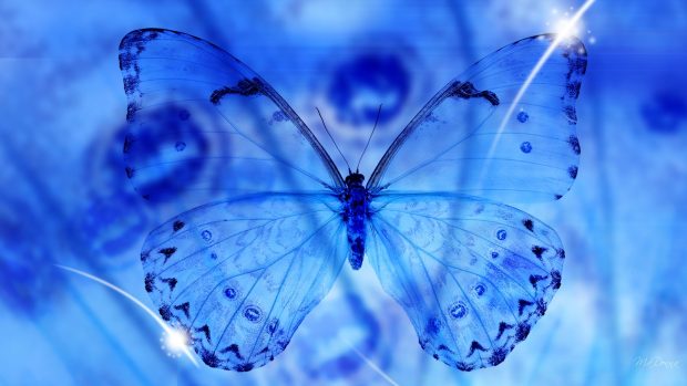 Blue butterfly transparent wings wallpapers.