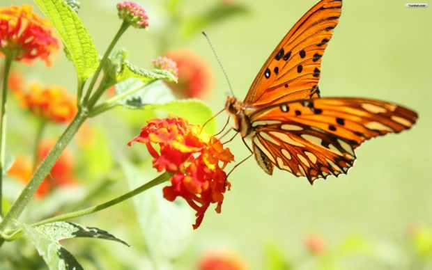 Buterfly Wallpaper download free.