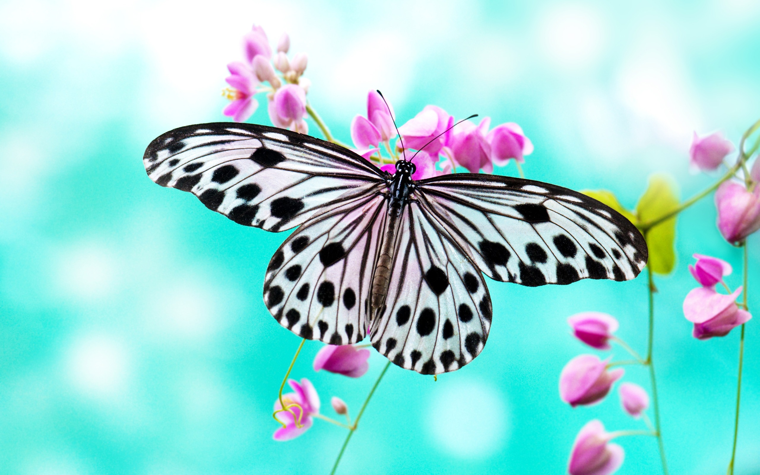Butterfly Backgrounds free download 