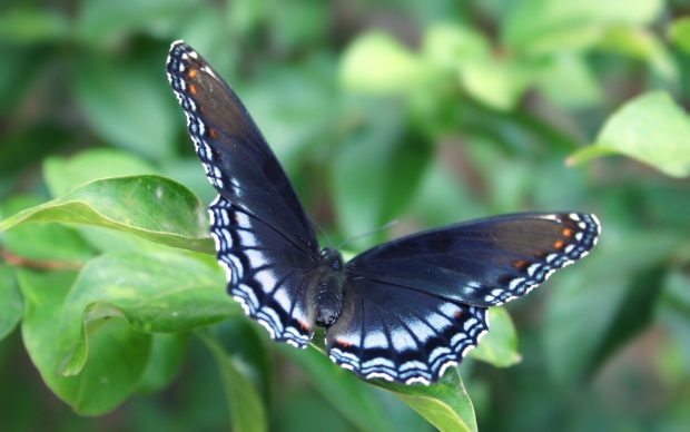 Butterfly Wallpaper HD background.