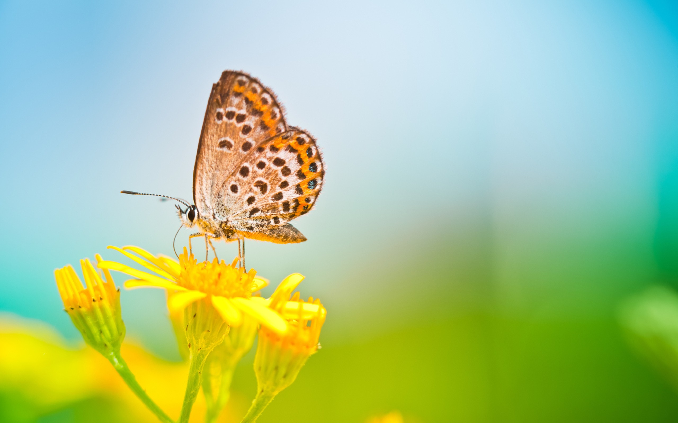 Flower Butterfly Wallpaper | PixelsTalk.Net