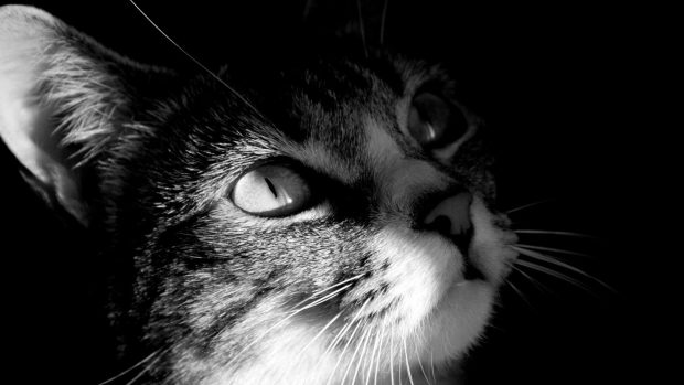 Cat Backgrounds free download.