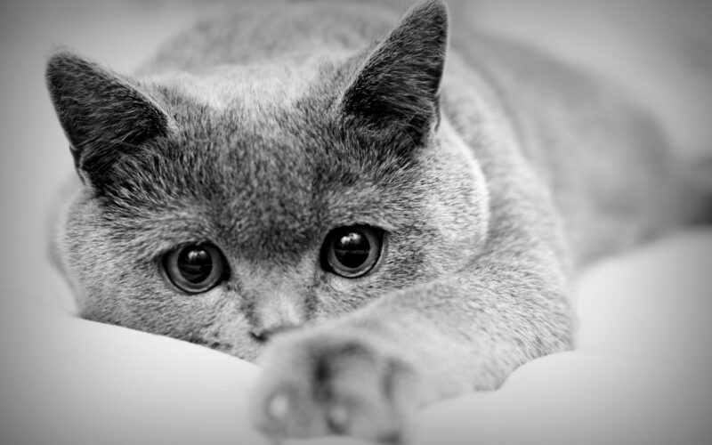 Cat Backgrounds Desktop - PixelsTalk
