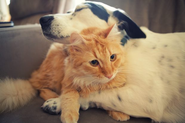 Cat and dog wallpaper free.