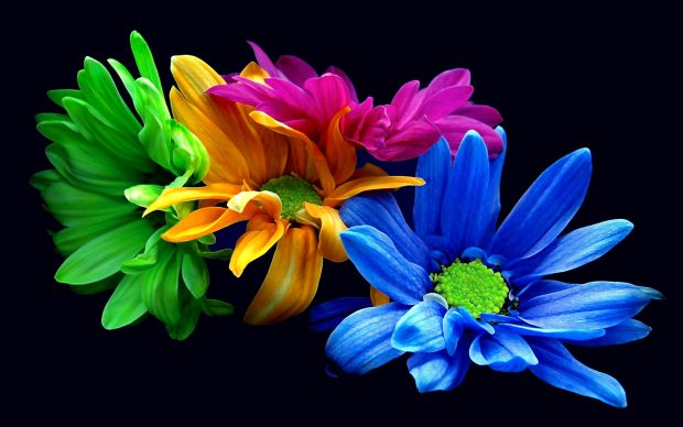 Colorful Flowers Wallpapers HD.