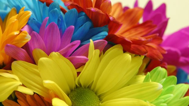 Colorful Flowers Wallpapers HD free download.
