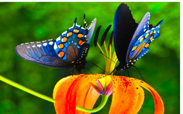 Colorful butterfly nice hd wallpaper.