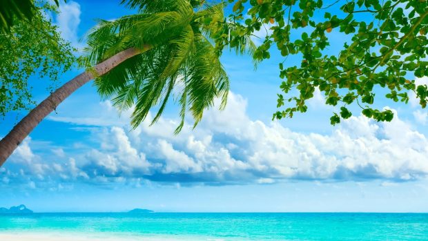 Cool Summer Blue Sea Coconut Desktop Backgrounds.