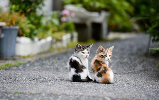 Cute Couple Kitten Cat Wallpaper Widescreen HD.