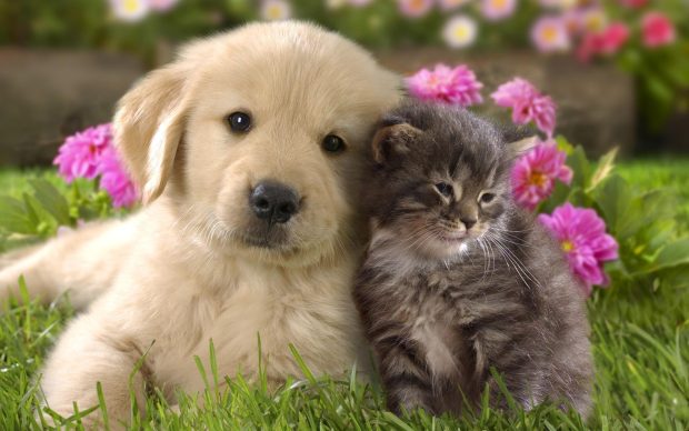 Cute Dog and Cat Wallpaper.