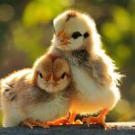 Cute animal wallpapers hd desktop.