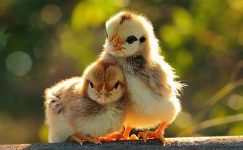 Cute animal wallpapers hd desktop.