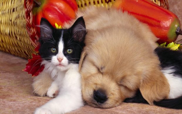 Cute animals wallpaper of black and white cat and dog.