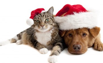 Cute cat and dog hd wallpaper high quality.