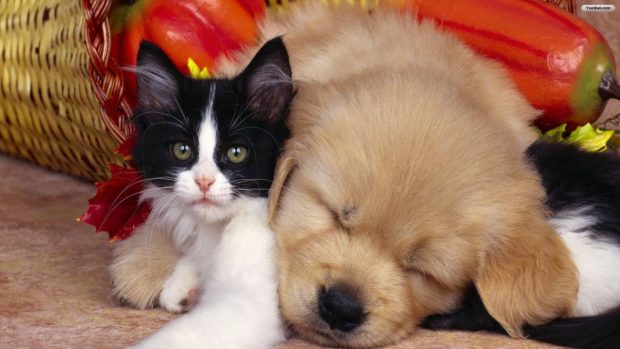 Cute cat and dog wallpaper.