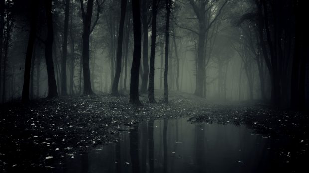 Dark Forest Wallpaper Free.