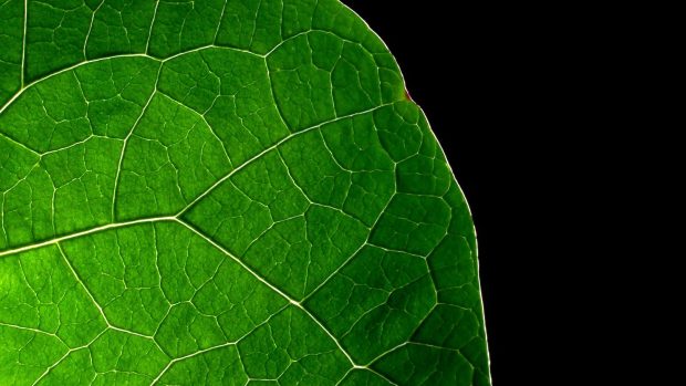 Dark Green Leaves Wallpapers HD.