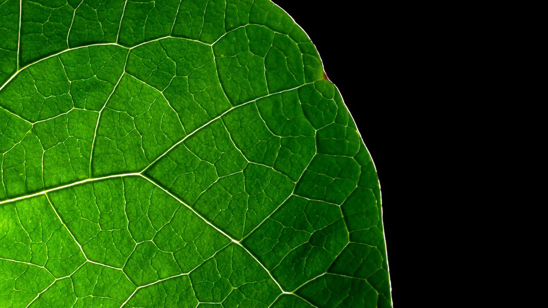Green Leaves Wallpapers 
