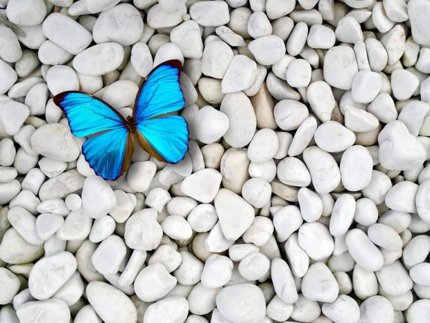 Desktop blue butterfly wallpaper HD.