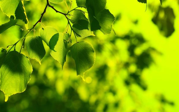 Desktop nature macro background.