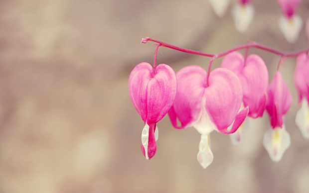 Dicentra bleeding heart hd wallpaper.