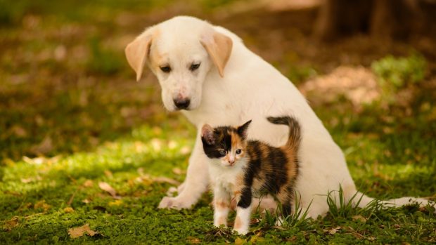 Dog Cat kitten friends baby wallpaper HD.