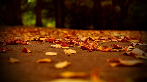 Download Leaves Yellow Autumn Wallpapers.