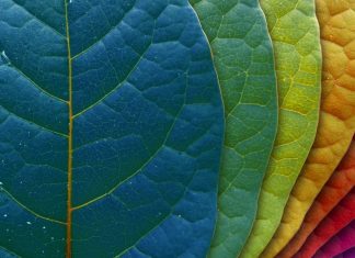 Download colorful leaves background.
