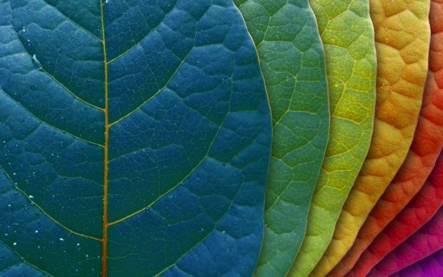 Download colorful leaves background.