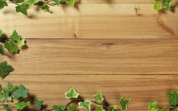 Download free ivy on wood wallpapers HD.