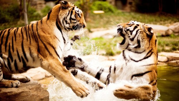 Download tigers playing animal wallpaper.