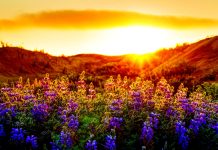 Earth Sunset backgrounds wallpapers.